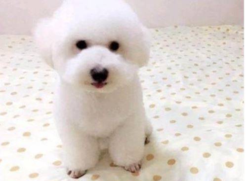 比熊五个月掉毛强大该怎么办 比熊五个月掉毛强大该怎么办