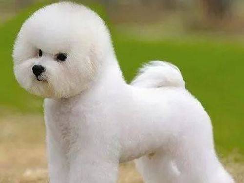 比熊持续掉毛,夏天比熊为何掉毛 比熊持续掉毛,夏天比熊为何掉毛