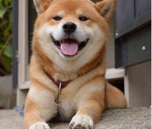 秃顶柴犬还能要吗?柴犬掉毛部分秃了 秃顶柴犬还能要吗?柴犬掉毛部分秃了