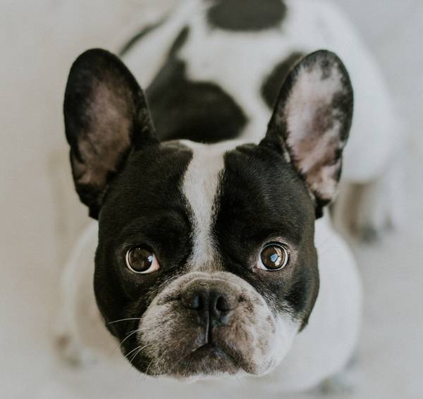 法斗掉毛如何改进?防止过多洗护,调节膳食结构,治牛皮癣 法斗掉毛如何改进?防止过多洗护,调节膳食结构,治牛皮癣