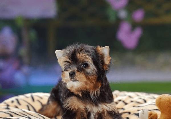 喂养幼犬的10个关键点,主人可要个人收藏好啦 喂养幼犬的10个关键点,主人可要个人收藏好啦