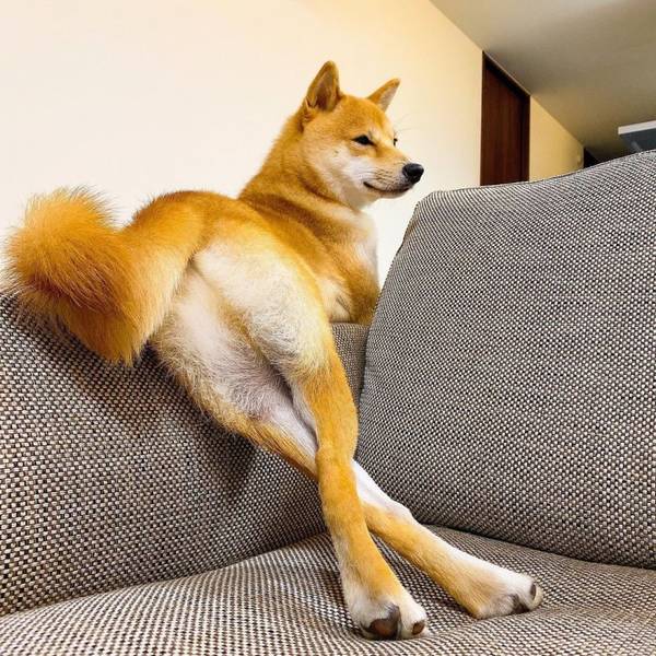 初学者养柴常见问题-三个月铸就颜值爆表网络红人柴犬! 初学者养柴常见问题-三个月铸就颜值爆表网络红人柴犬!