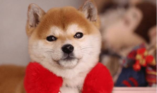 刚到家的幼犬必须注意什么? 刚到家的幼犬必须注意什么?