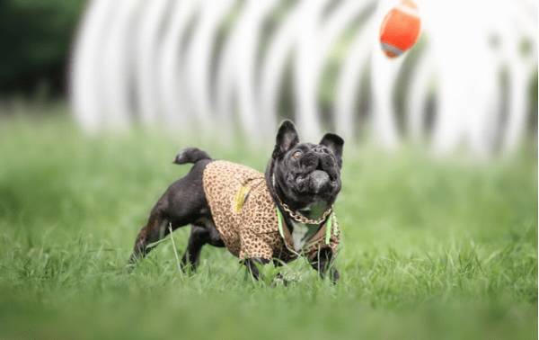 幼犬法斗吃啥,能喝纯牛奶吗 幼犬法斗吃啥,能喝纯牛奶吗