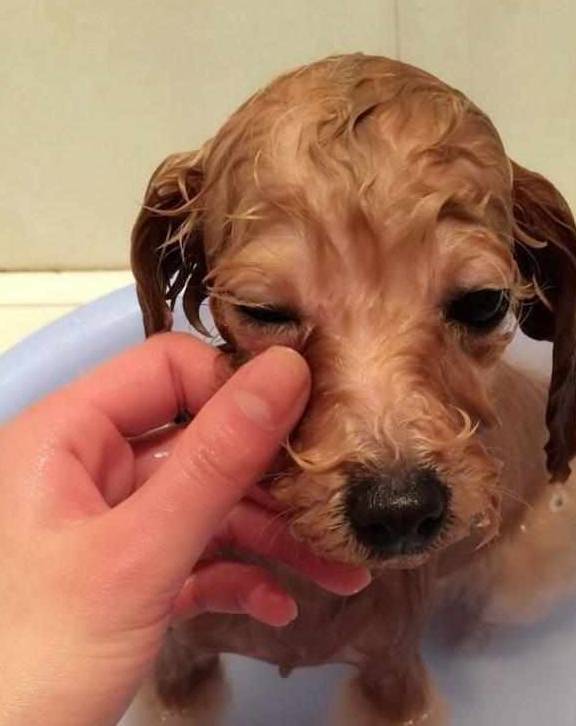 不清楚怎么养泰迪幼犬?宠主注意这6点就可以了! 不清楚怎么养泰迪幼犬?宠主注意这6点就可以了!