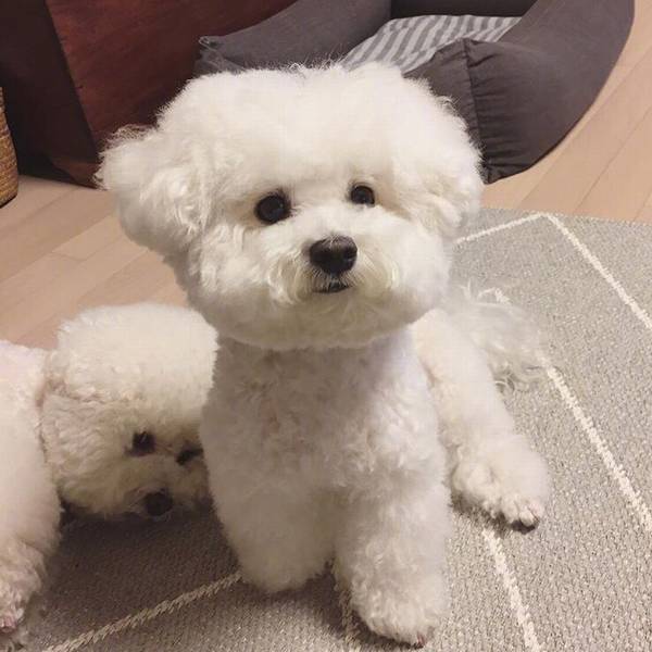 宠物犬幼饲养攻略大全 宠物犬幼饲养攻略大全