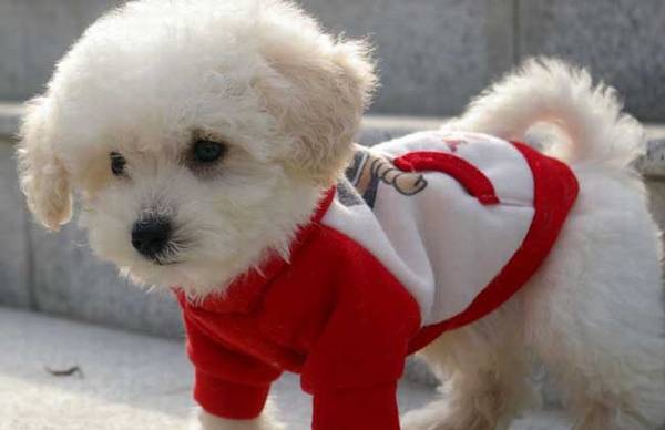 宠物犬幼饲养攻略大全 宠物犬幼饲养攻略大全