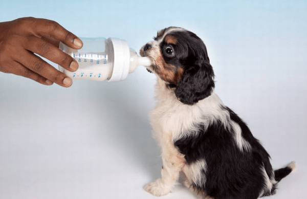 狗狗饲养学问:怎样饲养幼犬? 狗狗饲养学问:怎样饲养幼犬?