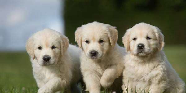 幼犬6大喂养规则,养宠物人注意事项! 幼犬6大喂养规则,养宠物人注意事项!