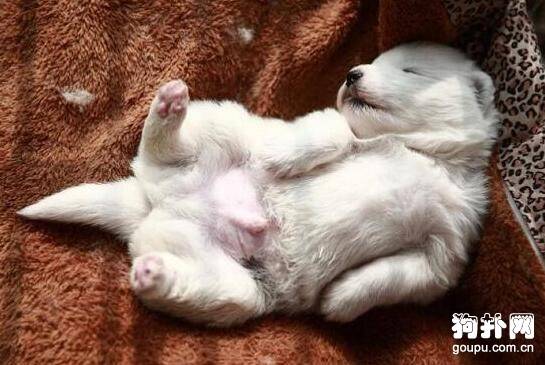 怎么知道狗狗喜不喜欢自己? 怎么知道狗狗喜不喜欢自己?