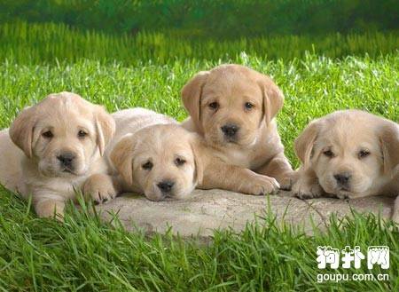 你适合养幼犬还是成犬? 你适合养幼犬还是成犬?