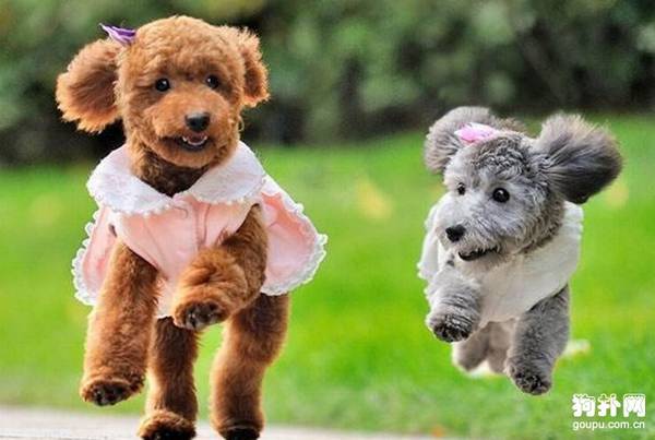 狗狗不能吃的东西有哪些 狗狗不能吃的东西有哪些