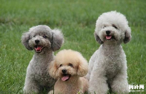 幼犬吃成犬粮坏处是什么 幼犬吃成犬粮坏处是什么