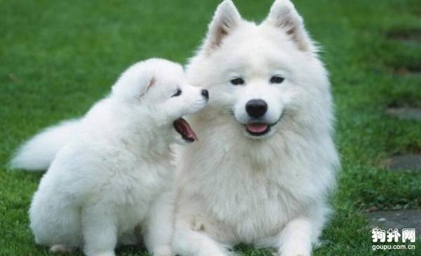 狗狗在什么阶段适合吃幼犬粮、成犬粮、老年犬粮 狗狗在什么阶段适合吃幼犬粮、成犬粮、老年犬粮