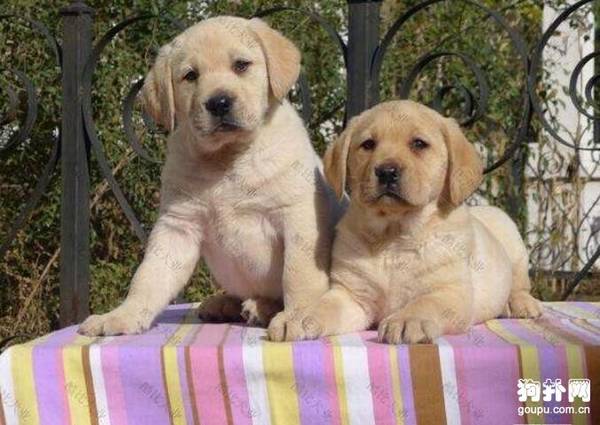 幼犬每天需要喂食几次、喂多少合适呢? 幼犬每天需要喂食几次、喂多少合适呢?