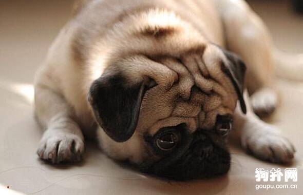 哪种小型犬最好打理? 哪种小型犬最好打理?