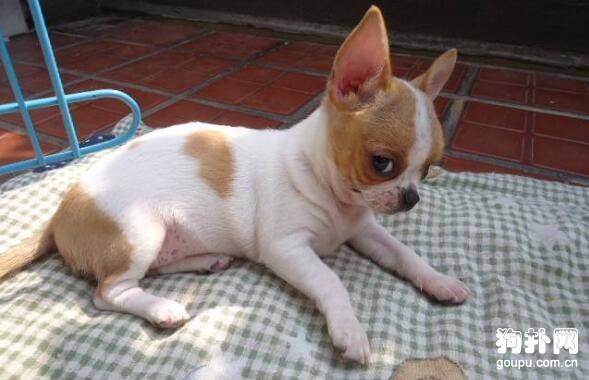 哪种小型犬最好打理? 哪种小型犬最好打理?