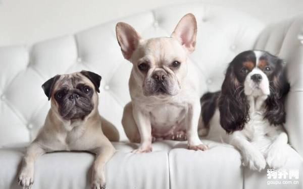 给狗狗驱虫的重要性 给狗狗驱虫的重要性