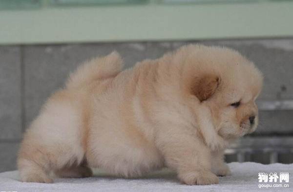 母犬奶水不足造成幼犬没奶喝怎么办? 母犬奶水不足造成幼犬没奶喝怎么办?