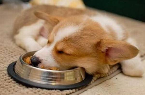 小狗吃什么最好 小狗吃什么最好