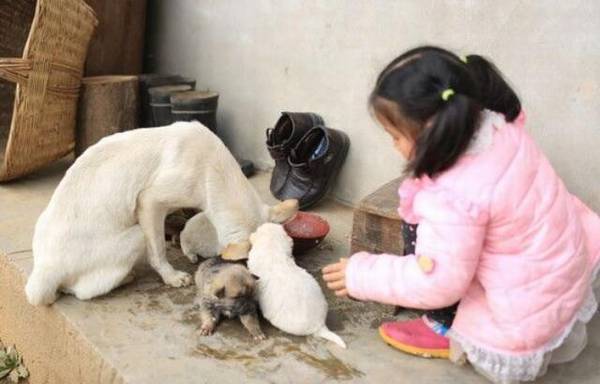 小狗吃什么最好 小狗吃什么最好