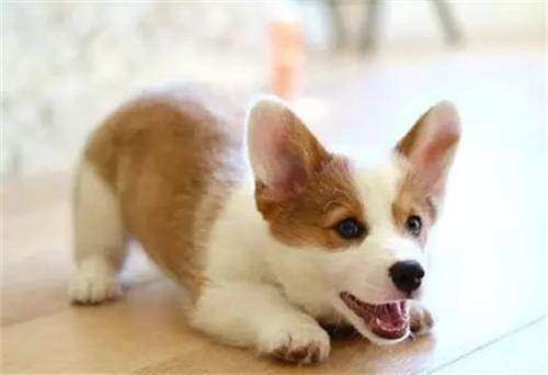 四十多天的狗狗吃啥,40天的狗狗如何养 四十多天的狗狗吃啥,40天的狗狗如何养