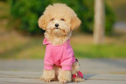 泰迪那些事儿:哺乳期间泰迪缺钙的症状,哺乳期间泰迪补钙是多少 泰迪那些事儿:哺乳期间泰迪缺钙的症状,哺乳期间泰迪补钙是多少