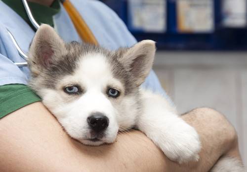 【养宠物工作经验】2个半月的哈士奇能吃狗罐头吗,哈士奇幼犬能吃罐头做正餐吗 【养宠物工作经验】2个半月的哈士奇能吃狗罐头吗,哈士奇幼犬能