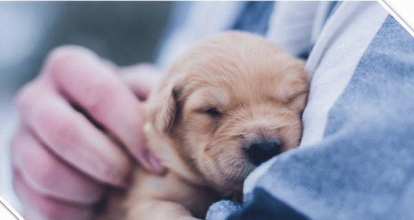 初学者养宠物课堂教学(1):幼犬的抚模与喂养训练,养宠物必读! 初学者养宠物课堂教学(1):幼犬的抚模与喂养训练,养宠物必读