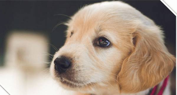 初学者养宠物课堂教学(1):幼犬的抚模与喂养训练,养宠物必读! 初学者养宠物课堂教学(1):幼犬的抚模与喂养训练,养宠物必读