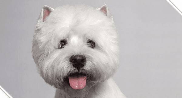 初学者养宠物课堂教学(1):幼犬的抚模与喂养训练,养宠物必读! 初学者养宠物课堂教学(1):幼犬的抚模与喂养训练,养宠物必读