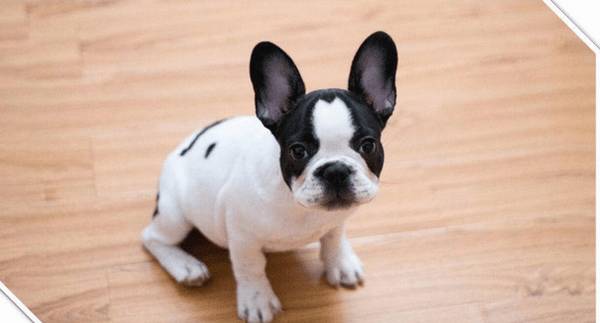 初学者养宠物课堂教学(1):幼犬的抚模与喂养训练,养宠物必读! 初学者养宠物课堂教学(1):幼犬的抚模与喂养训练,养宠物必读