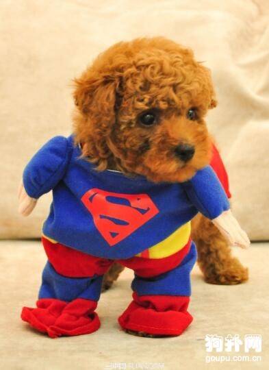 【狗狗需要穿衣服吗】宠物为什么要穿衣服