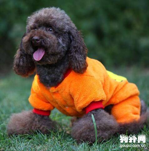 【狗狗需要穿衣服吗】宠物为什么要穿衣服 【狗狗需要穿衣服吗】宠物为什么要穿衣服