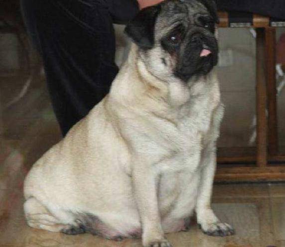 这4种狗狗,有着易瘦体质,宠主们要注意啦 ! 这4种狗狗,有着易瘦体质,宠主们要注意啦 !