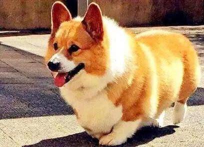 这4种狗狗,有着易瘦体质,宠主们要注意啦 ! 这4种狗狗,有着易瘦体质,宠主们要注意啦 !