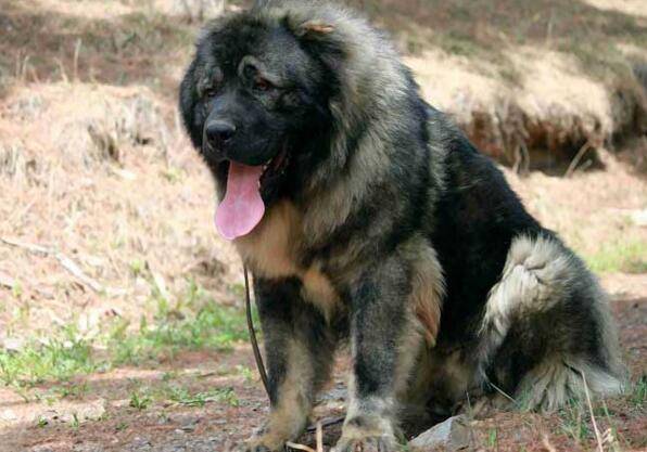 猛犬战斗力排名 猛犬战斗力排名