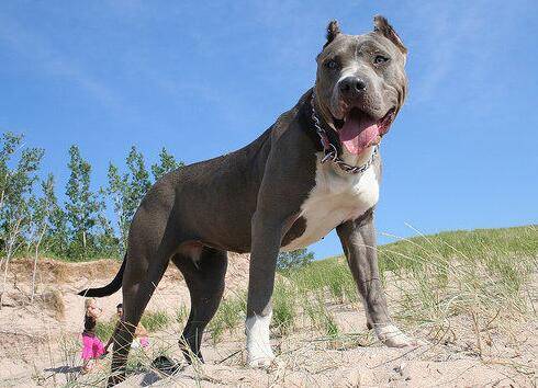 猛犬战斗力排名 猛犬战斗力排名