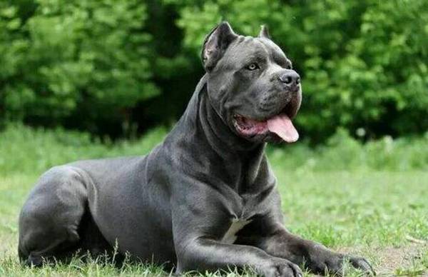 猛犬战斗力排名 猛犬战斗力排名