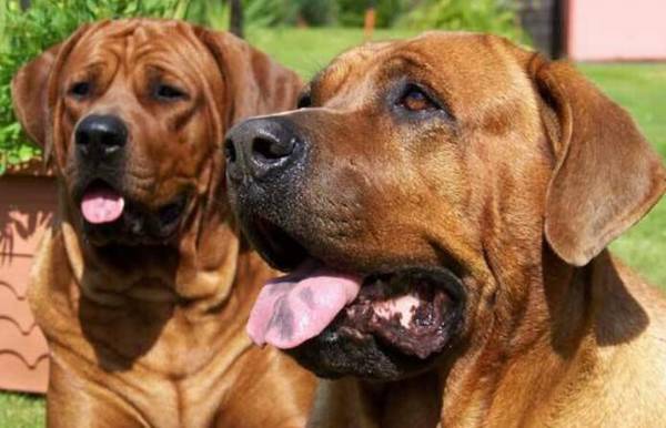 世界十大猛犬排行榜 世界十大猛犬排行榜