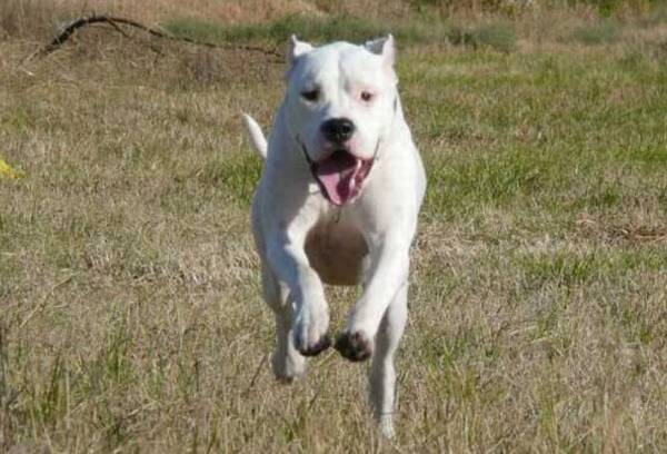 世界十大猛犬排行榜 世界十大猛犬排行榜