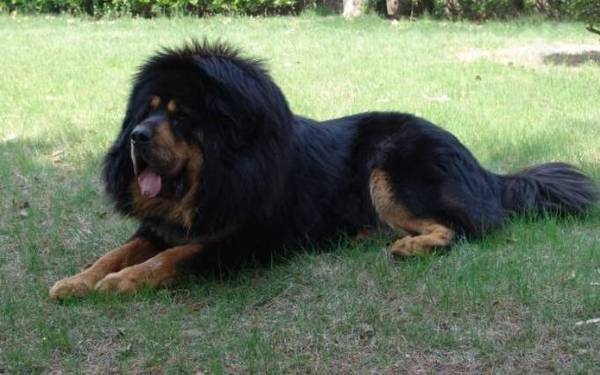 世界十大猛犬排行榜 世界十大猛犬排行榜