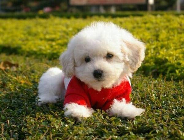 小型犬养什么好 小型犬养什么好