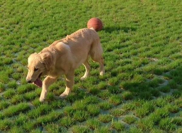 适合家养的大型犬 适合家养的大型犬