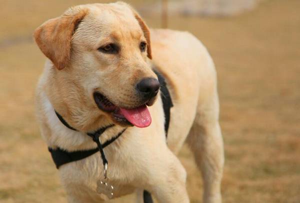 适合家养的大型犬 适合家养的大型犬