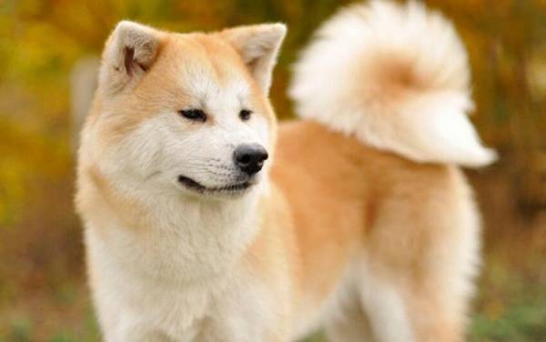 短毛大型犬有哪些品种 短毛大型犬有哪些品种