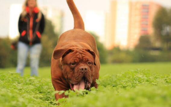 短毛大型犬有哪些品种 短毛大型犬有哪些品种