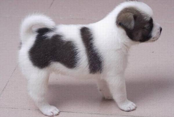 串串狗多少钱一只,怎么养 串串狗多少钱一只,怎么养