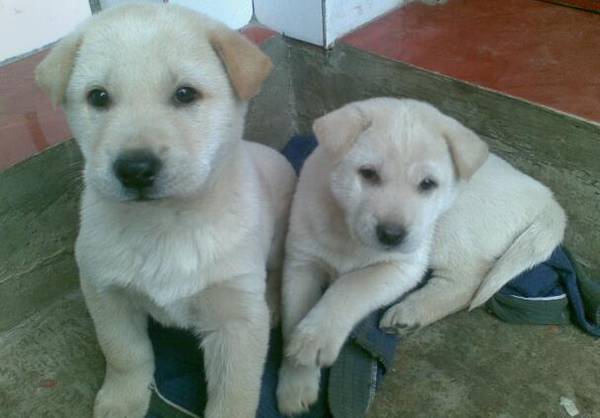 串串狗多少钱一只,怎么养 串串狗多少钱一只,怎么养