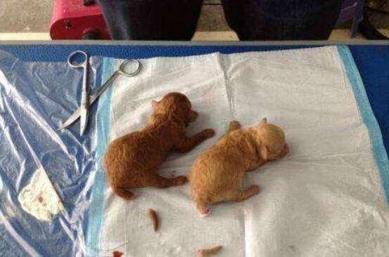 狗为什么要断尾,怎么给狗狗断尾 狗为什么要断尾,怎么给狗狗断尾